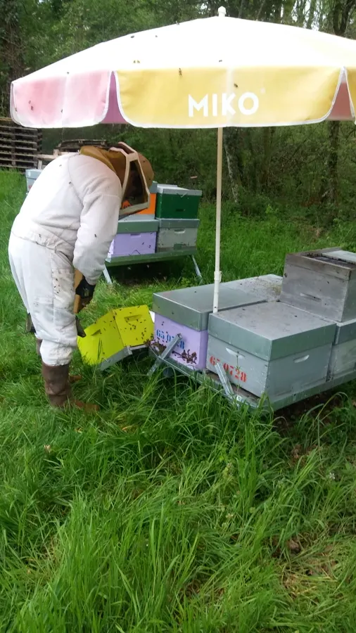Apiculteur près d'une ruche dans l'herbe