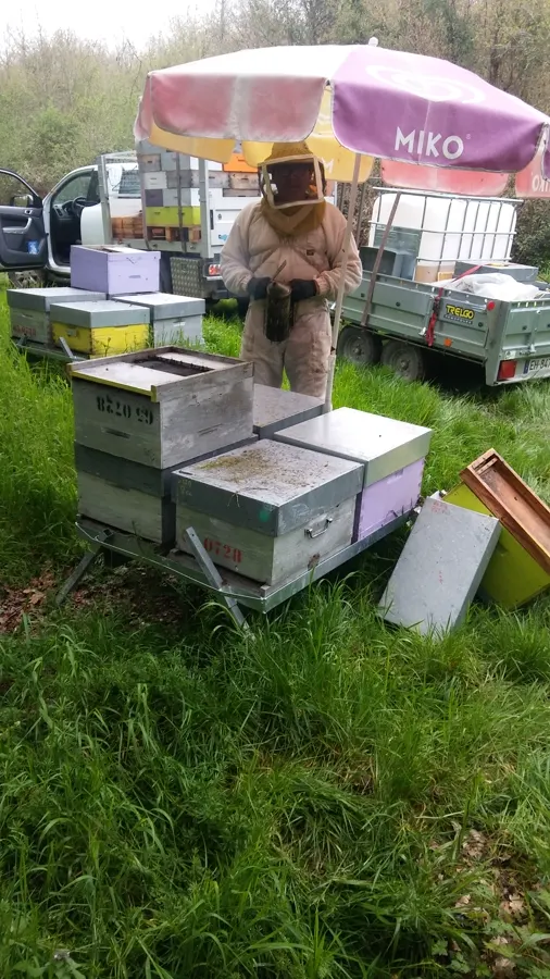 Apiculteur travaillant sur une ruche