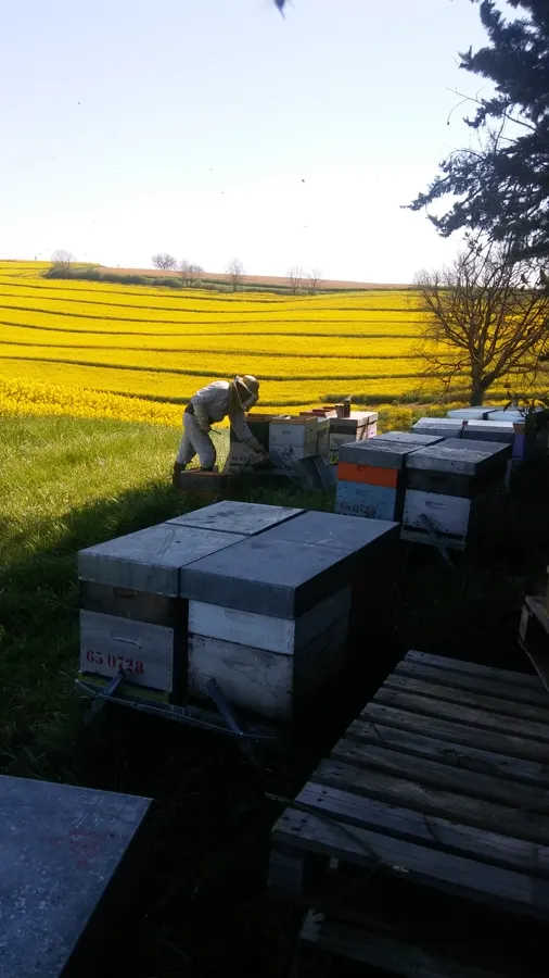 Apiculteur penché sur une ruche dans un champ de colza