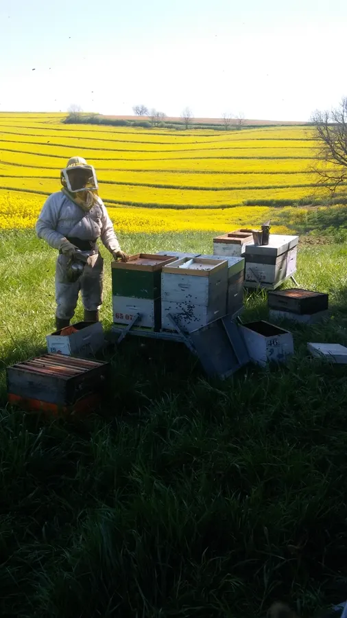 Apiculteur debout près des ruches, champ de colza en fleurs