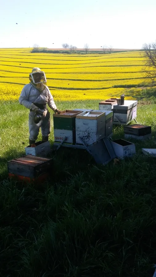 Apiculteur avec son enfumoir près des ruches