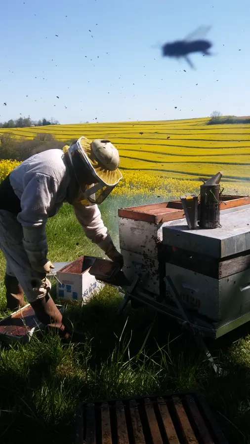 Apiculteur au travail devant une ruche, colza en fleurs, enfumoir à la main