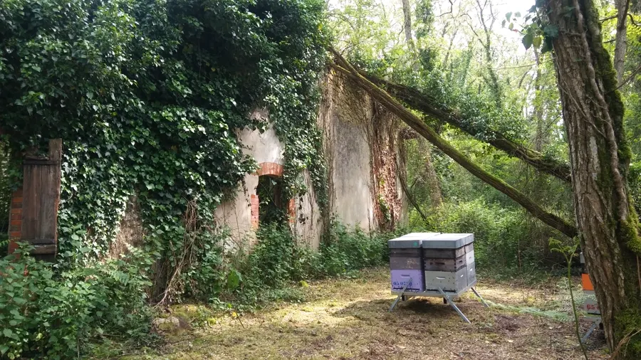 Ruches installées en sous-bois