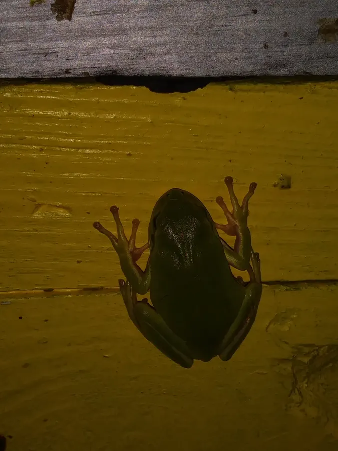 Grenouille posée sur une ruche