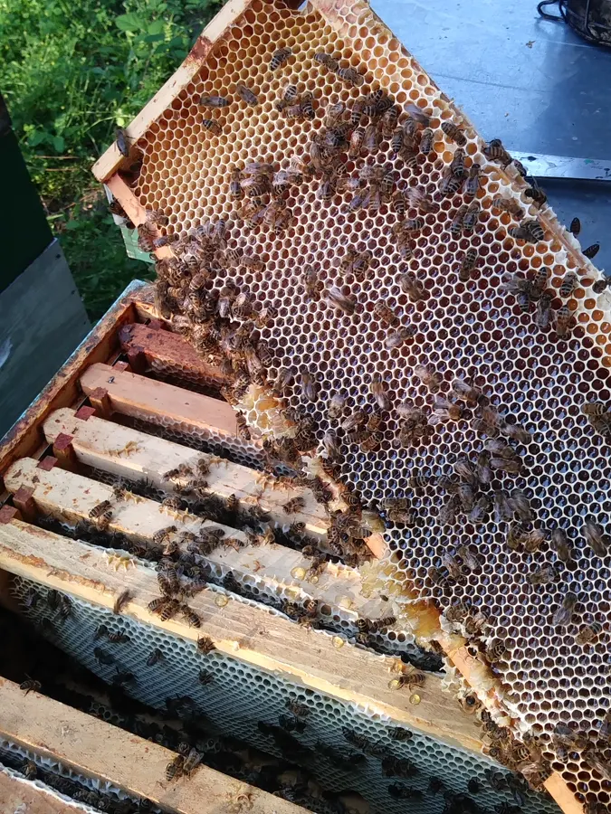 Cadre plein de miel couvert d'abeilles