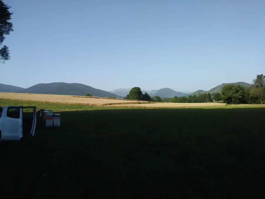 Prairie des Pyrénées en basse montagne