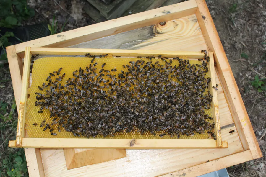 Cadre couvert d'abeilles dans une hausse