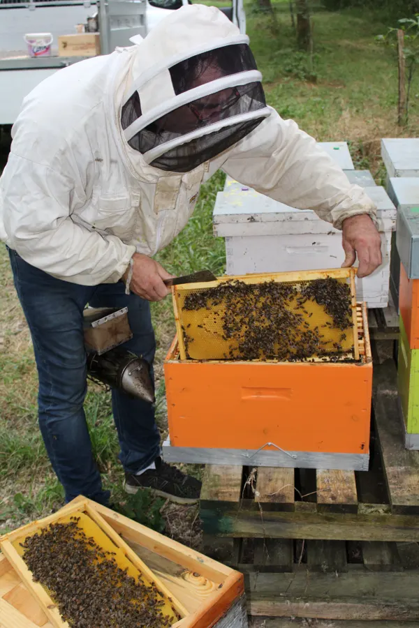 Apiculteur soulevant un cadre d'une ruche orange