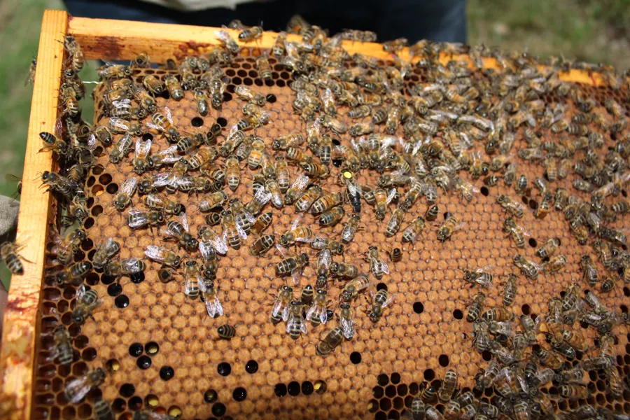 Cadre de couvain couvert d'abeilles