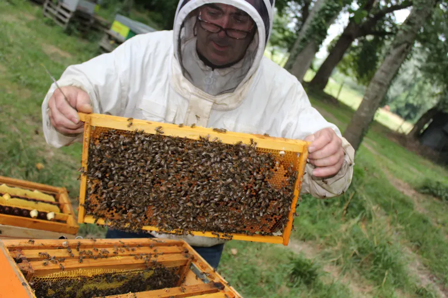 Cadre couvert d'abeilles tenu à bout de bras