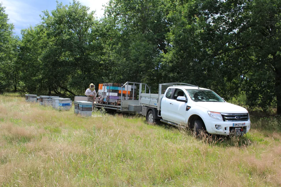 Dépôt des ruches en sous-bois pendant la transhumance