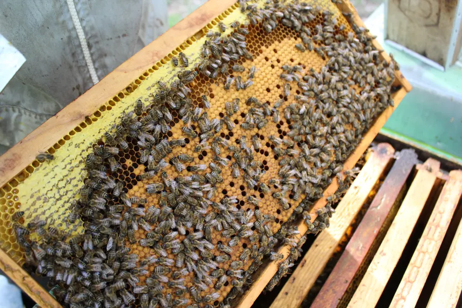 Abeilles sur un cadre, gros plan — miel et couvain