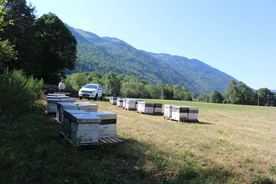 Rangées de ruches dans une prairie face aux Pyrénées