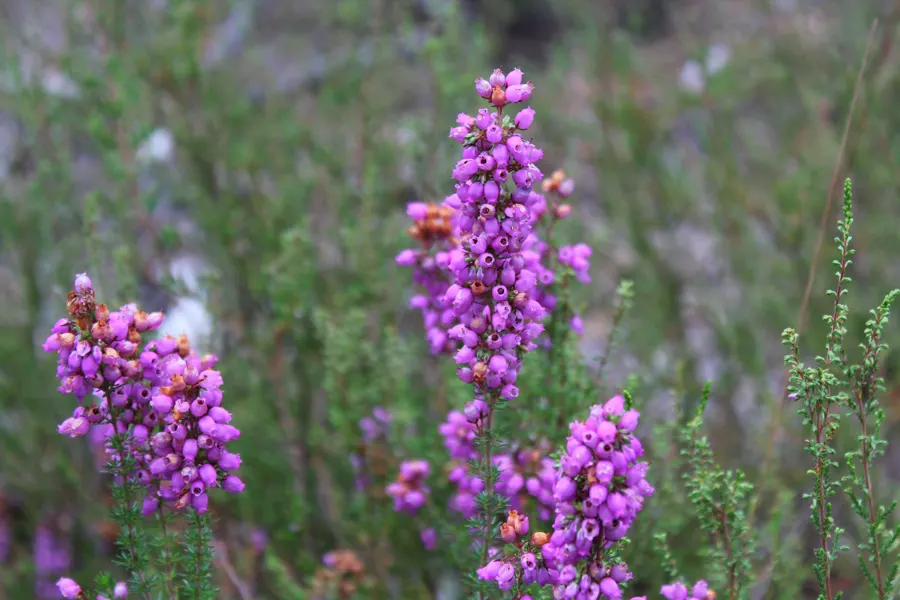 Sous-bois de bruyère en fleurs